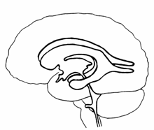 Ventricles