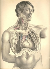 Viszerale Therapie