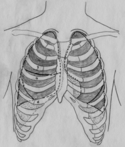 Thorax